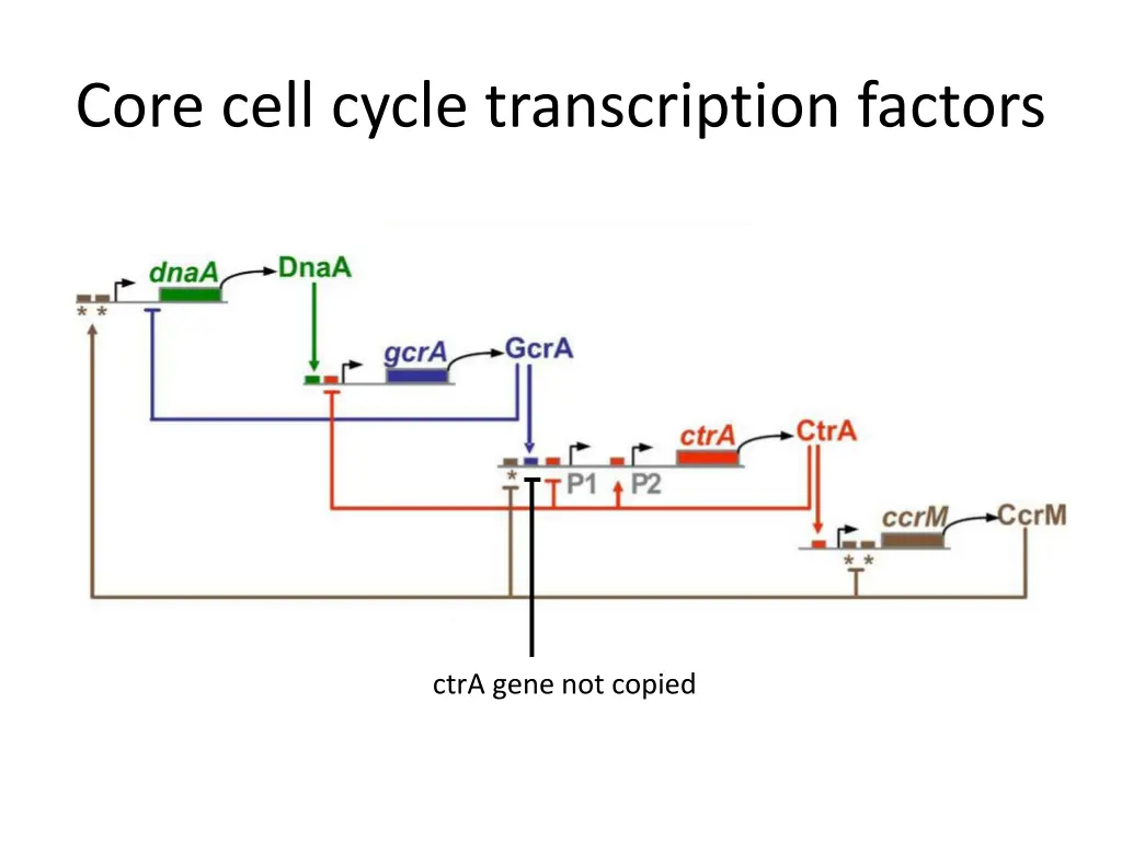 core cell cycle transcription factors