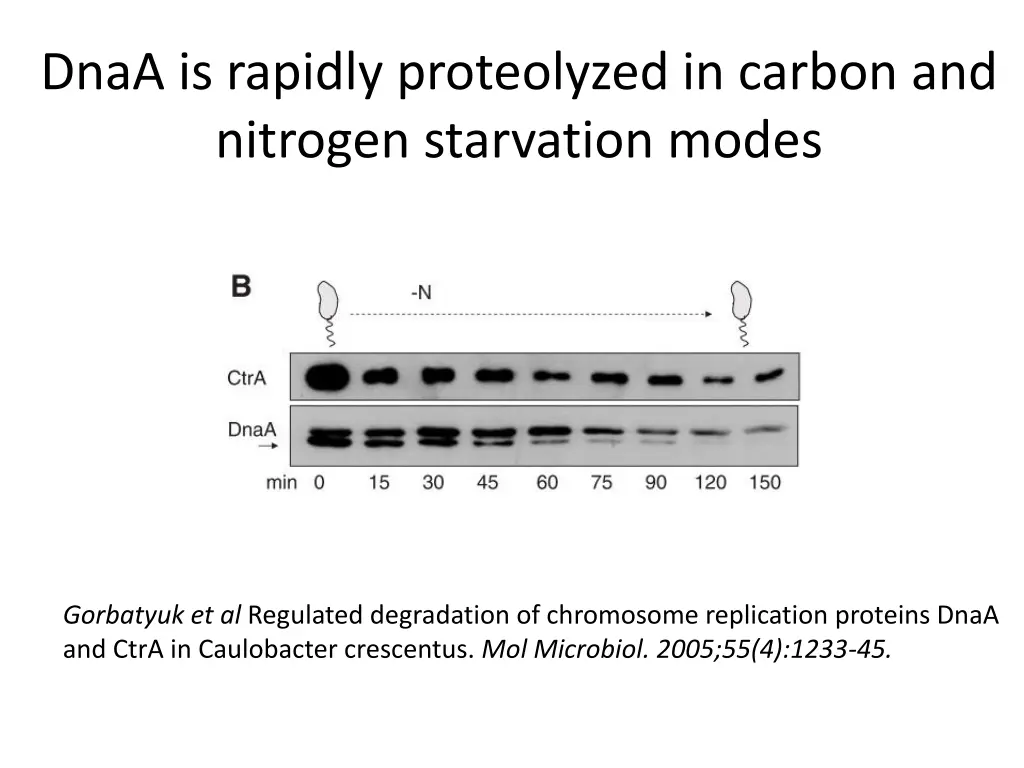 dnaa is rapidly proteolyzed in carbon