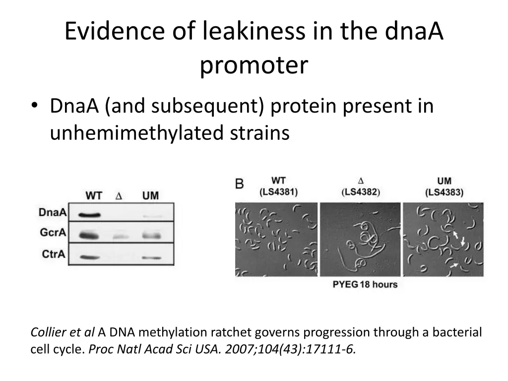 evidence of leakiness in the dnaa promoter