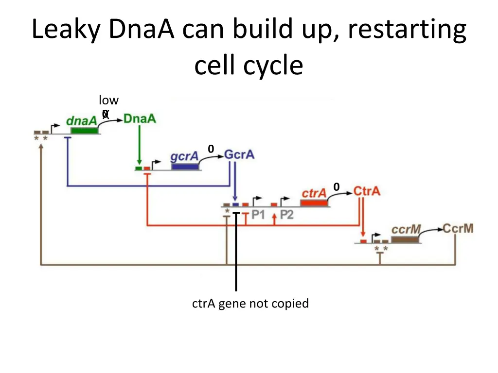 leaky dnaa can build up restarting cell cycle
