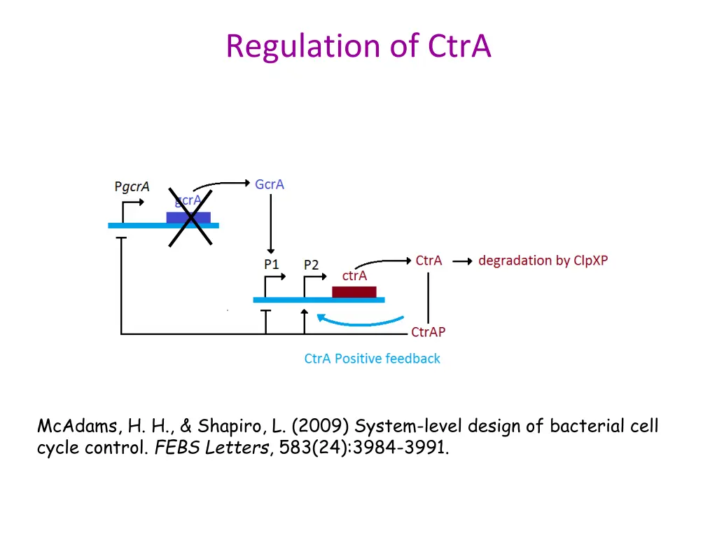 regulation of ctra 1