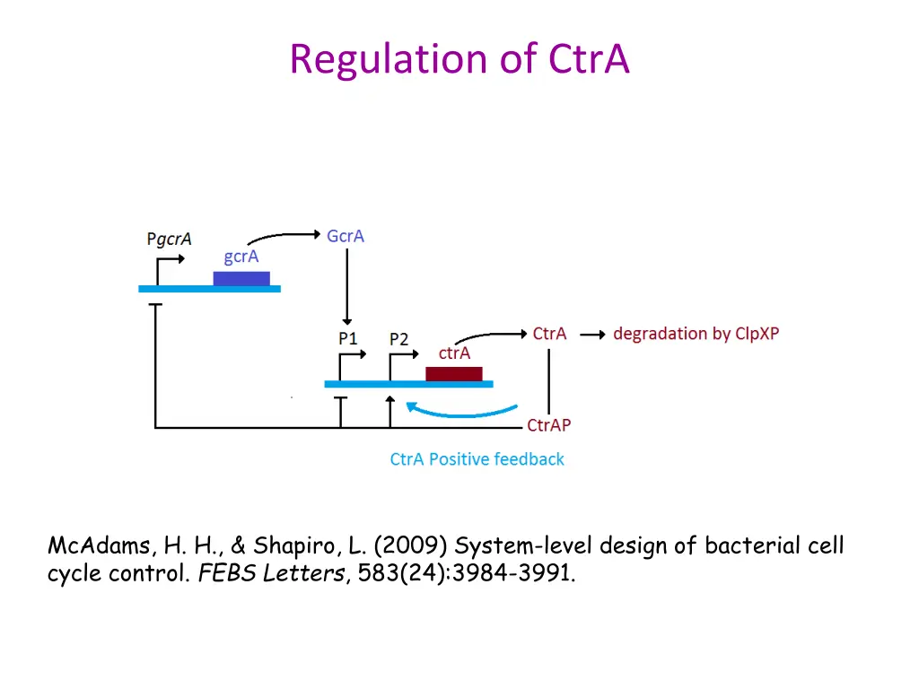 regulation of ctra