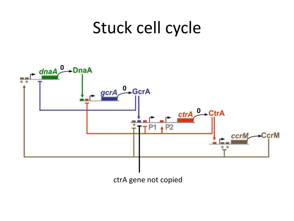 stuck cell cycle
