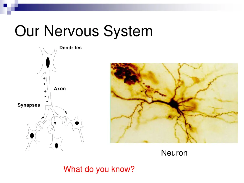 our nervous system