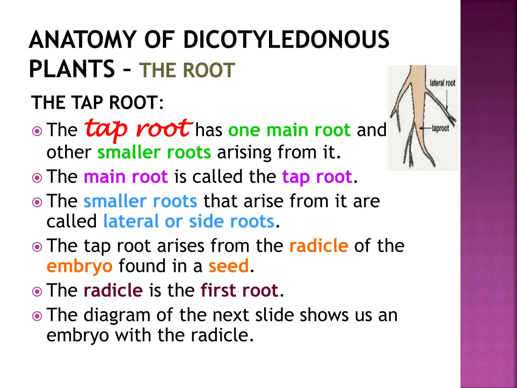 anatomy of dicotyledonous plants the root 1