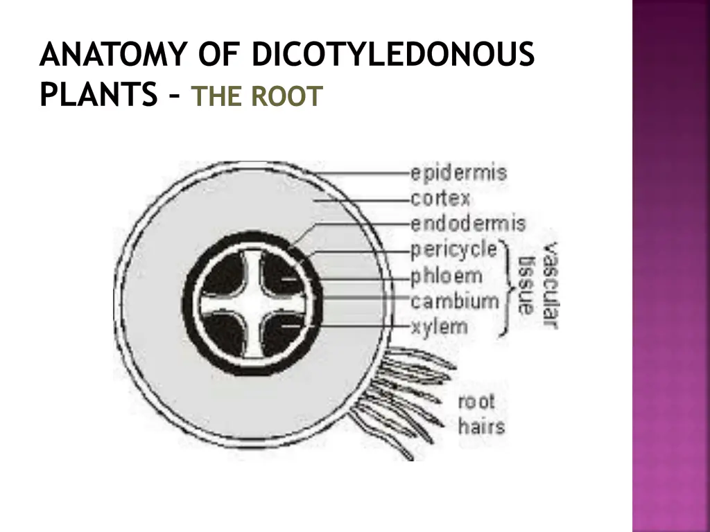 anatomy of dicotyledonous plants the root 12