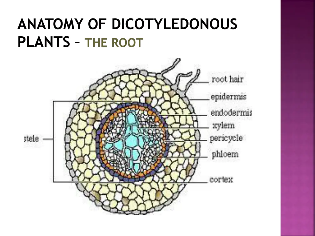anatomy of dicotyledonous plants the root 14