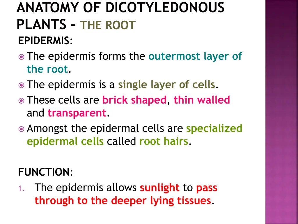 anatomy of dicotyledonous plants the root 15