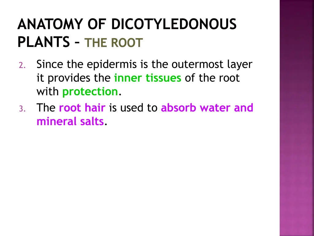 anatomy of dicotyledonous plants the root 16