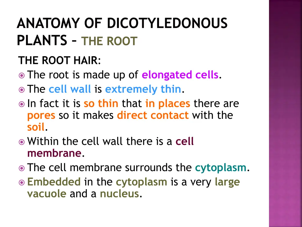 anatomy of dicotyledonous plants the root 17