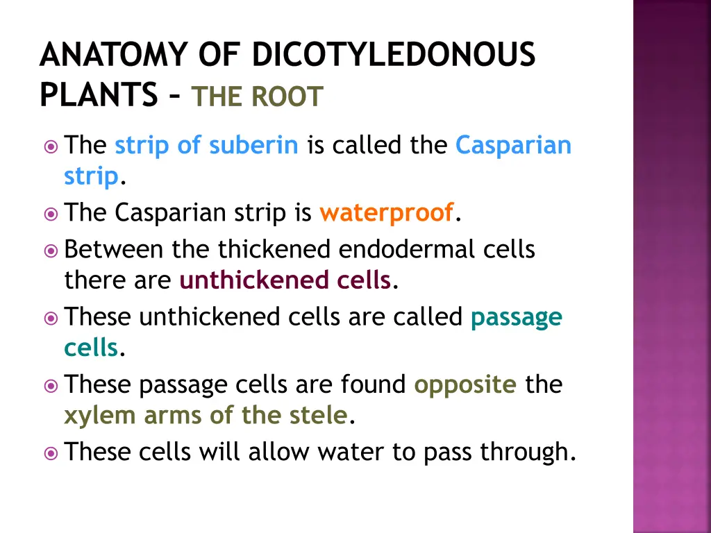 anatomy of dicotyledonous plants the root 19