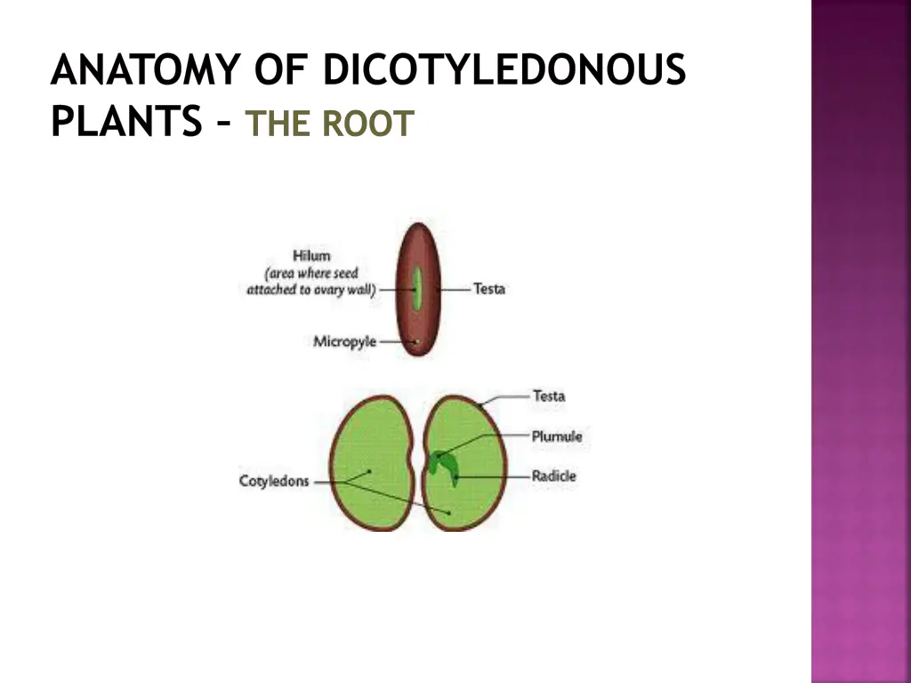 anatomy of dicotyledonous plants the root 2
