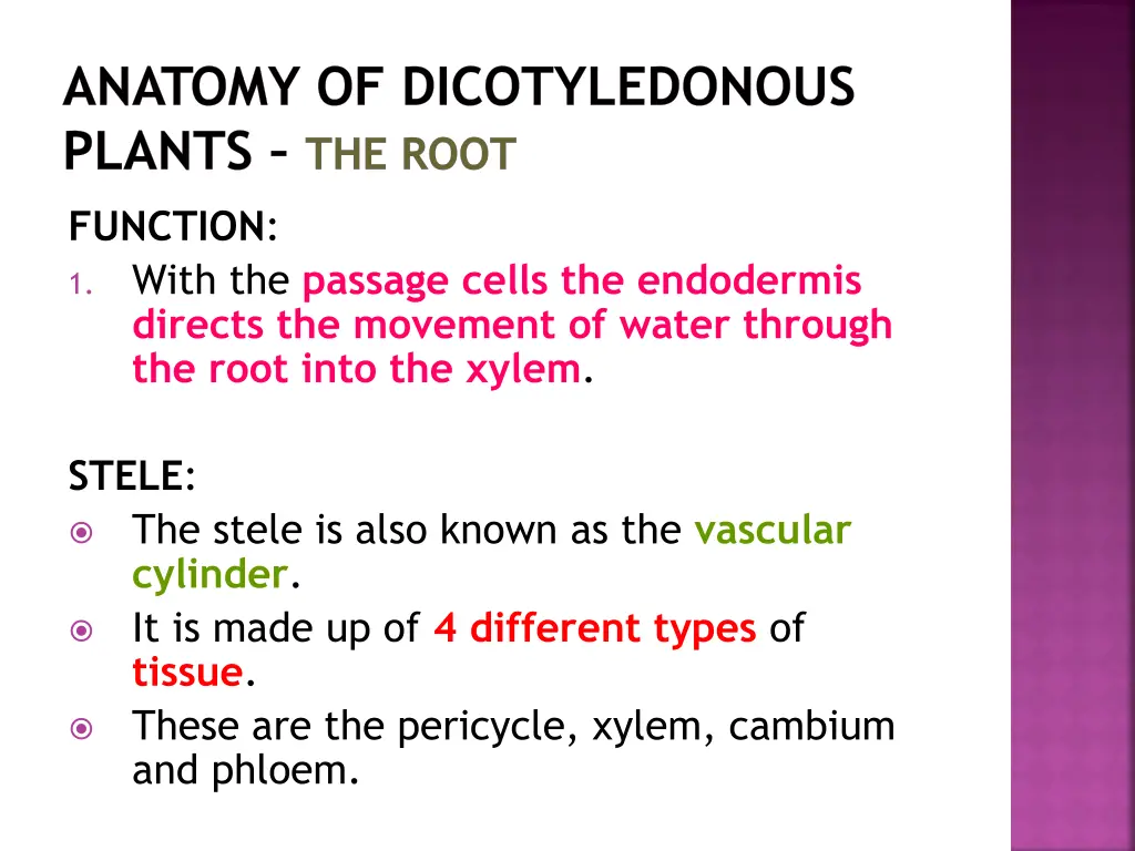 anatomy of dicotyledonous plants the root 20