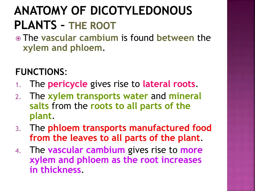 anatomy of dicotyledonous plants the root 22