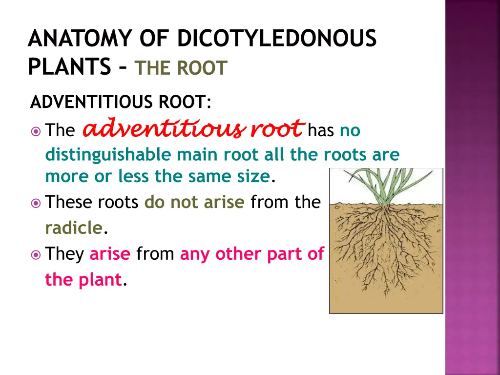 anatomy of dicotyledonous plants the root 3
