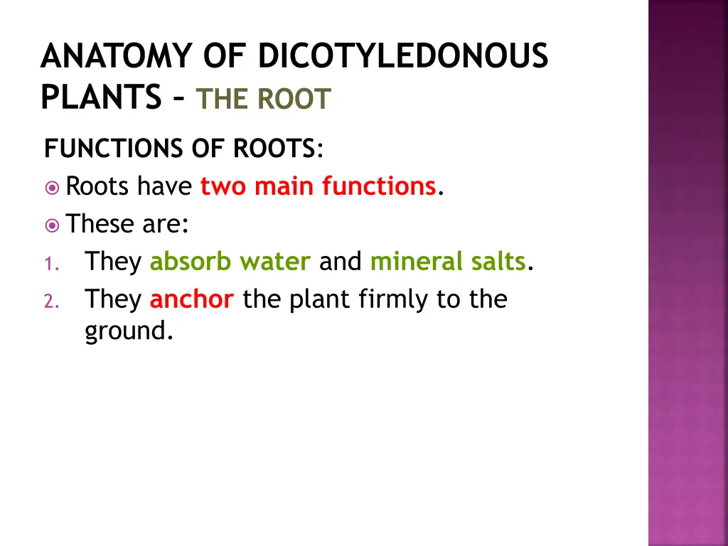 anatomy of dicotyledonous plants the root 4