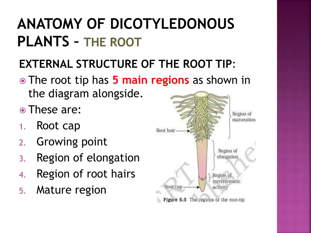 anatomy of dicotyledonous plants the root 5