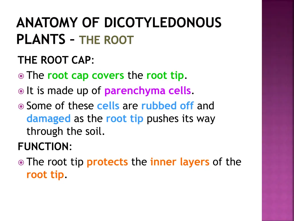 anatomy of dicotyledonous plants the root 6