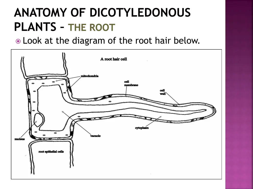 anatomy of dicotyledonous plants the root look