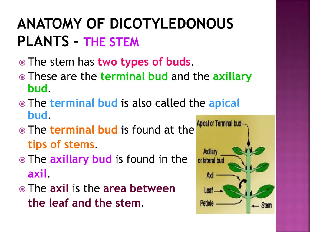 anatomy of dicotyledonous plants the stem 1