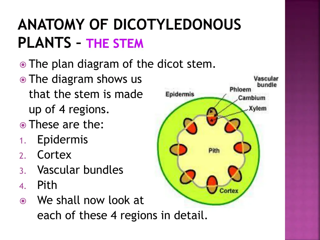 anatomy of dicotyledonous plants the stem 3