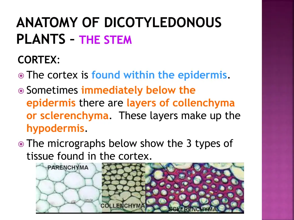 anatomy of dicotyledonous plants the stem 7