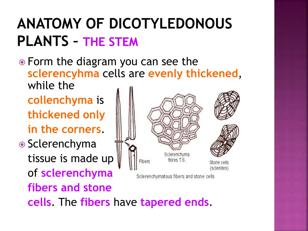 anatomy of dicotyledonous plants the stem 8