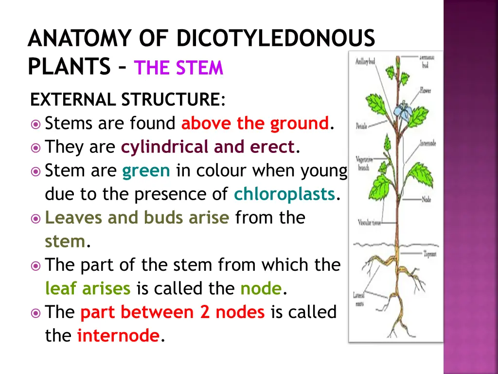 anatomy of dicotyledonous plants the stem