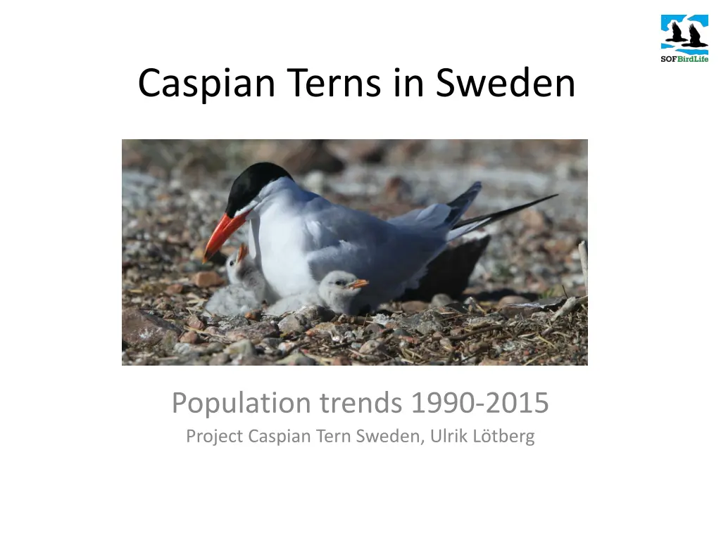 caspian terns in sweden