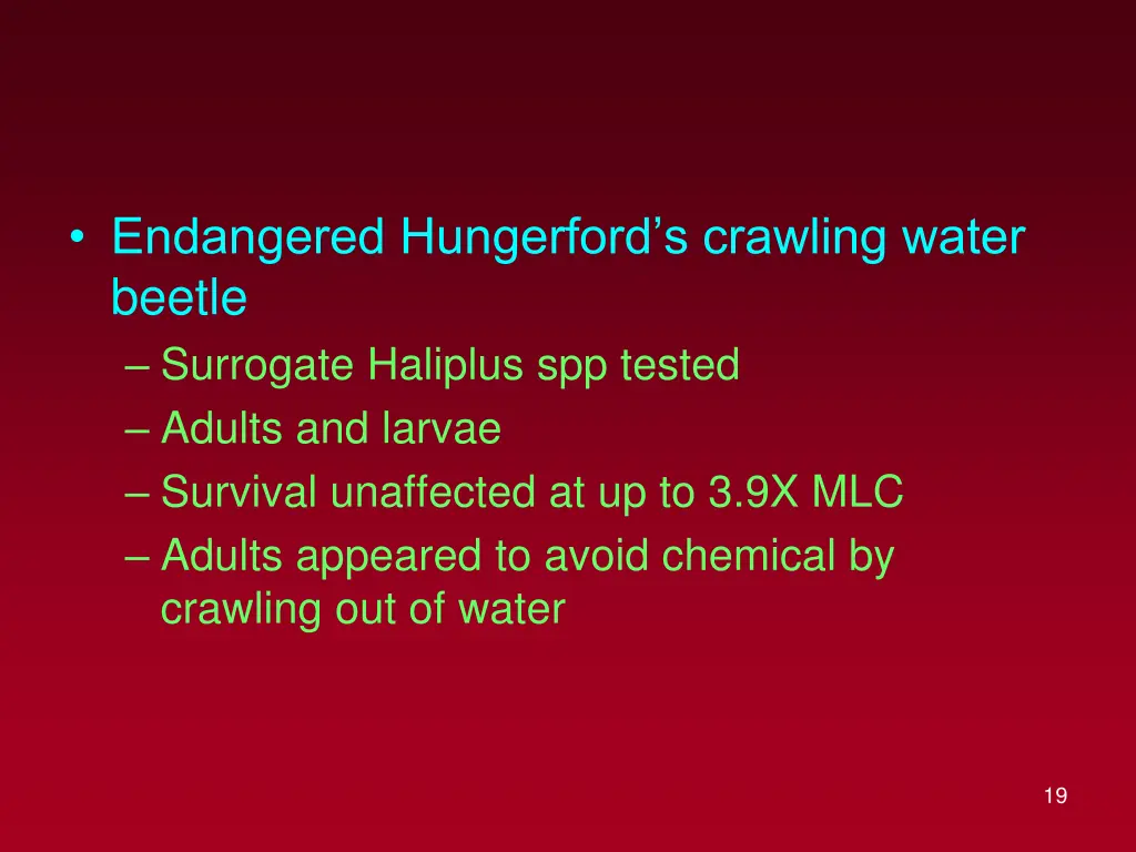 endangered hungerford s crawling water beetle