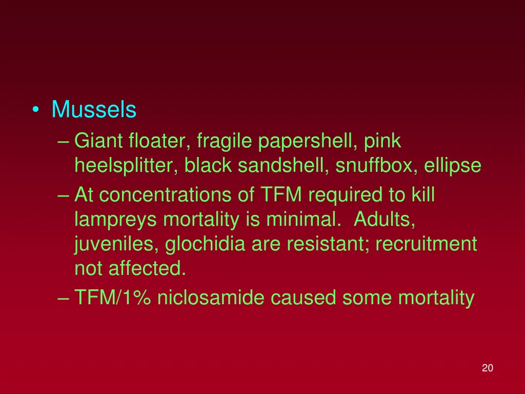 mussels giant floater fragile papershell pink
