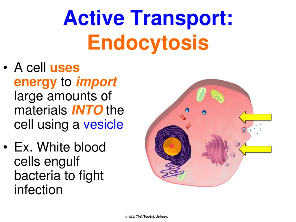 active transport endocytosis
