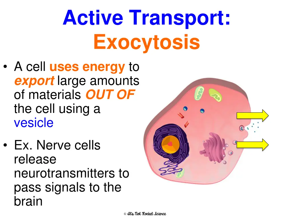 active transport exocytosis