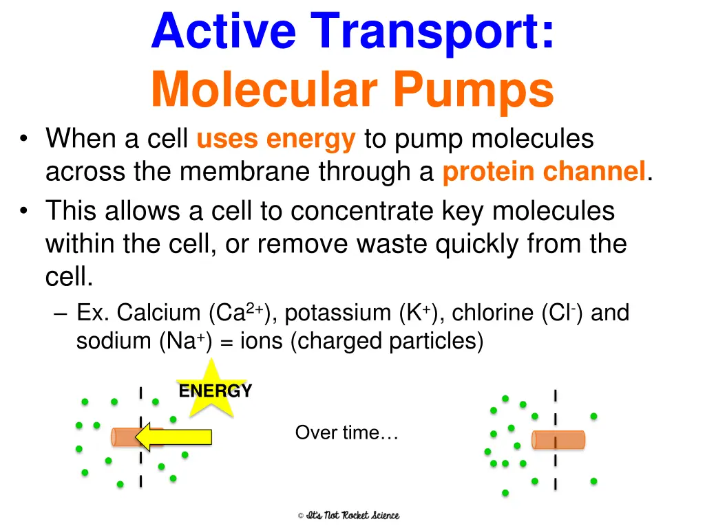 active transport molecular pumps
