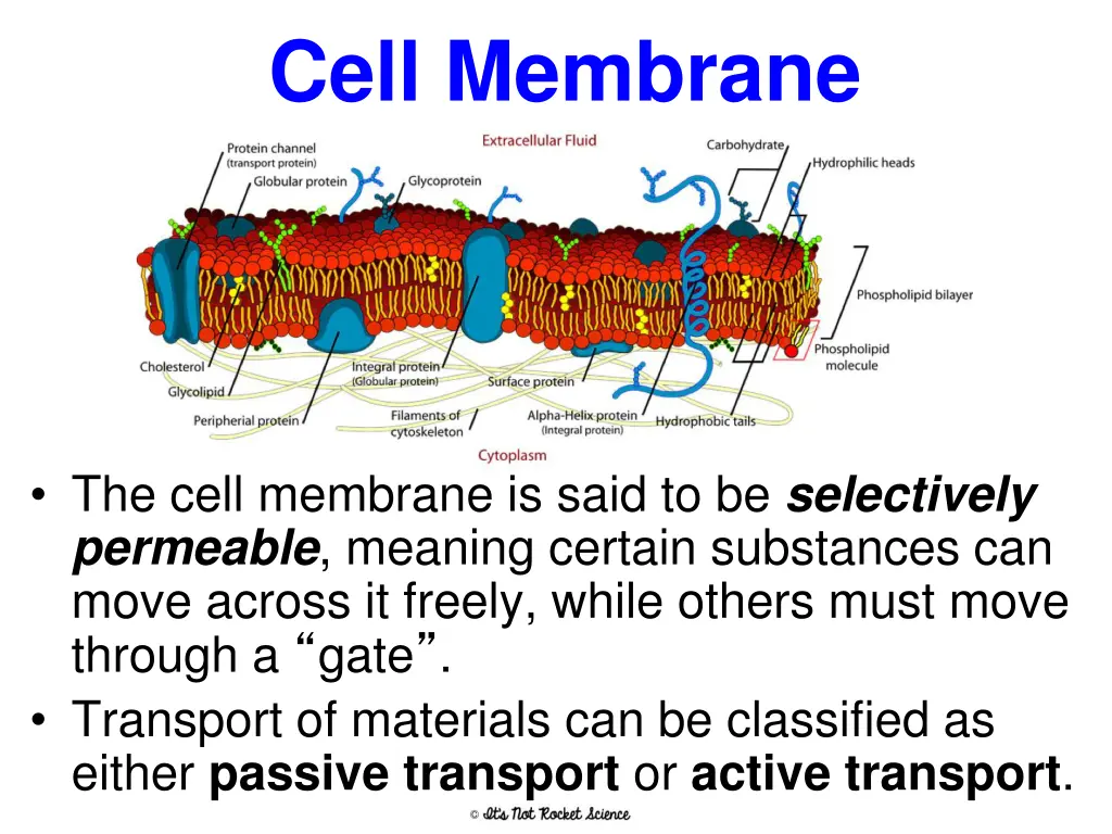 cell membrane