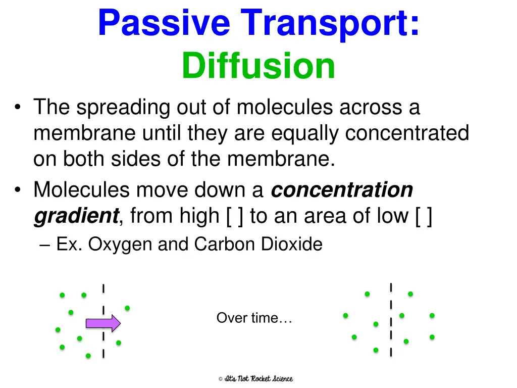 passive transport diffusion