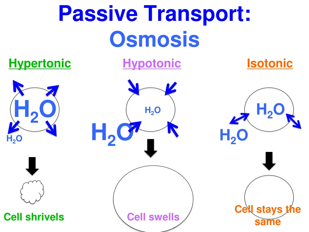 passive transport osmosis hypotonic