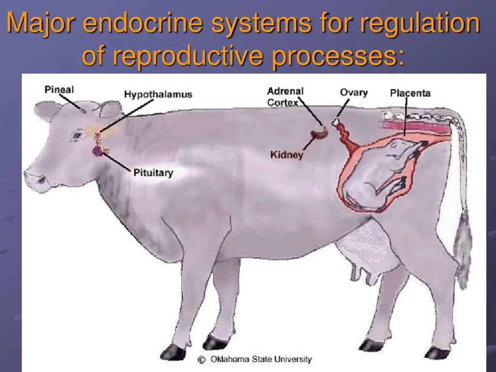 major endocrine systems for regulation