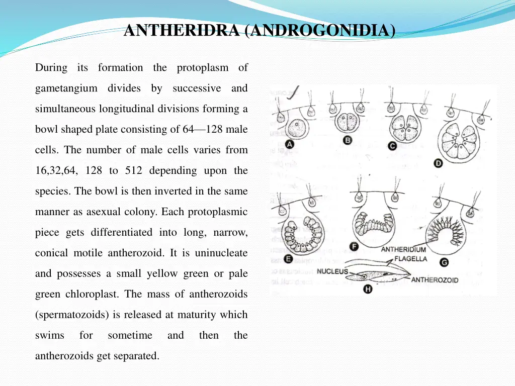 antheridra androgonidia