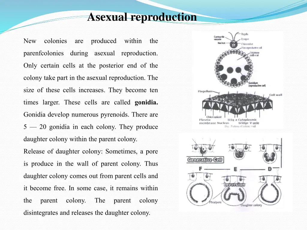 asexual reproduction