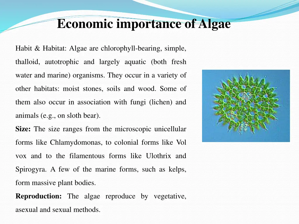 economic importance of algae
