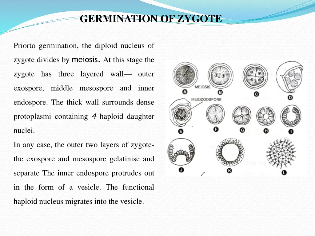 germination of zygote