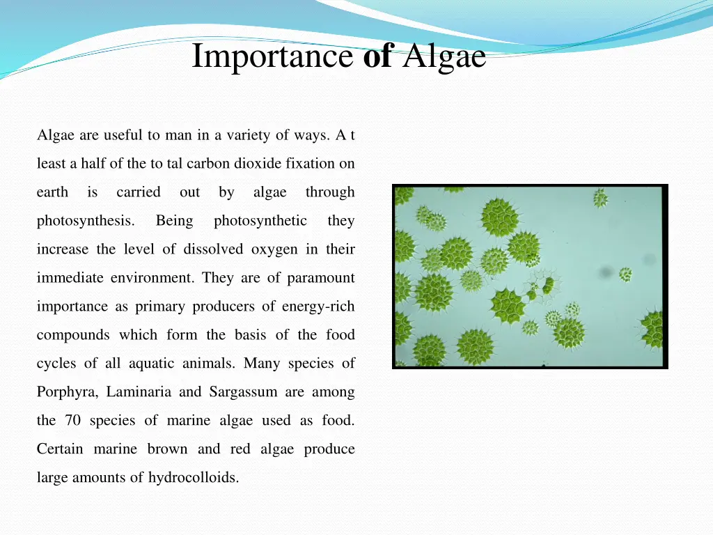 importance of algae