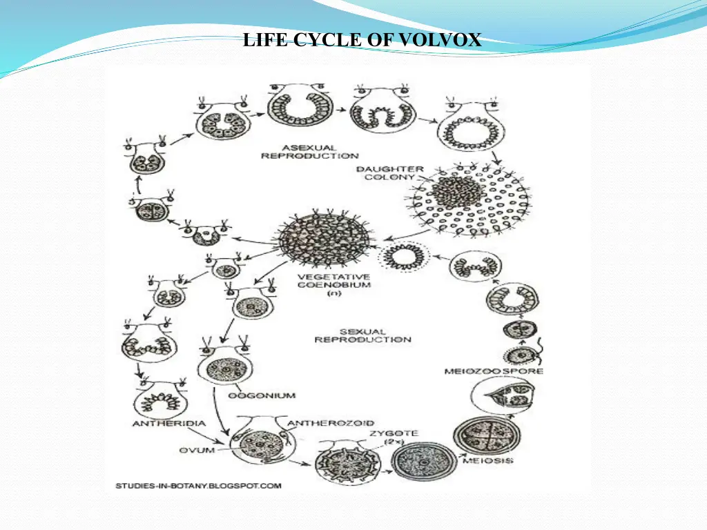 life cycle of volvox