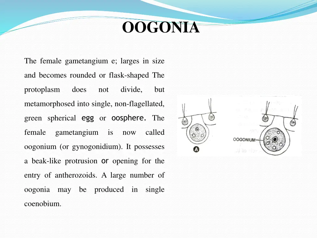 oogonia