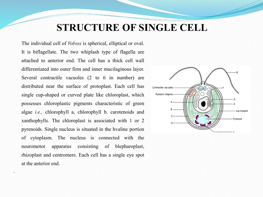 structure of single cell