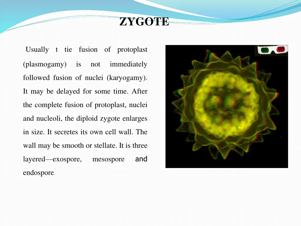 zygote