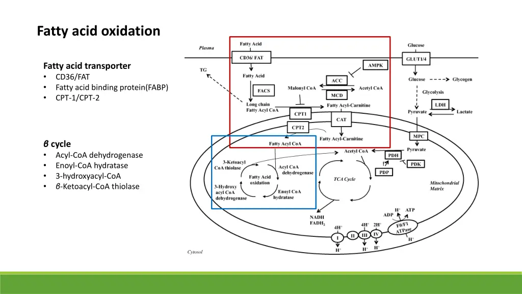 fatty acid oxidation