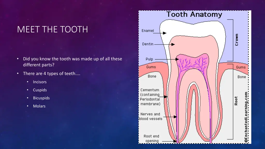 meet the tooth