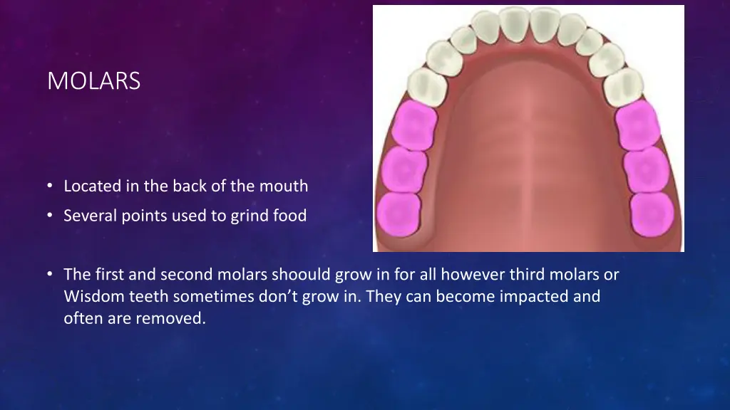 molars